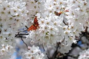 Japanese Cherry Trees Flowers