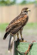 ravishing Ptak Predator