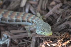 green snake in wooden branches