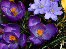 Crocus Spring Flowers Early