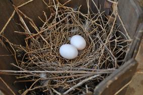 Nest Eggs Birds