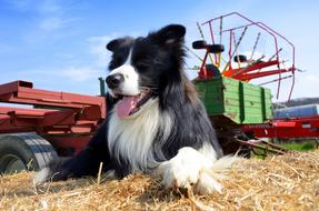 border collie resting on a haystack on an agricultural field