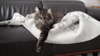 Cat resting on the sofa