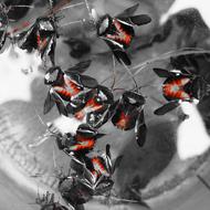 Citrus Bugs Drowned macro