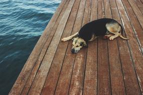 goodly Dog Sleep