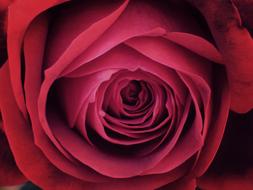 red rose, Detail, Texture