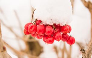red berries studded with snow