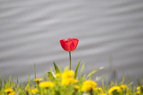 Tulip Spring Flower