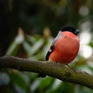 goodly Bullfinch Bird on tree branch