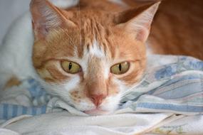 Pet Cat red face