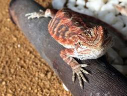 red lizard in the aquarium
