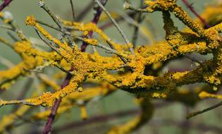 Yellow Lichen Weave Laubflechte