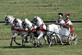 Biga Lipizzaner Four Teeth