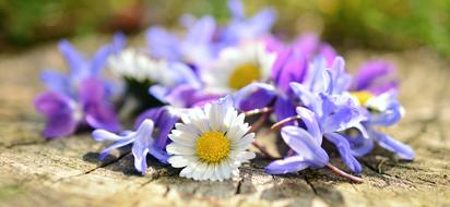 beautiful flowers on the ground