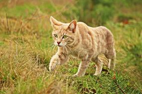 impressively beautiful Kitten Tiger