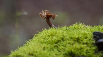 Mushroom Moss Age Fungal