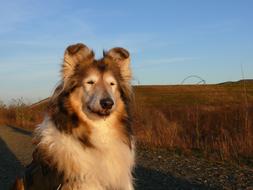 Collie Dog Purebred