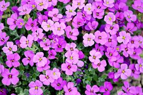 a background of pink flowers in the garden