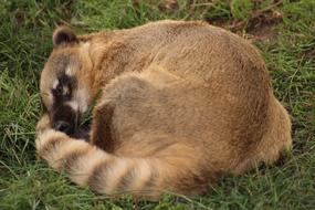 brown raccoon sleeping on the grass close-up