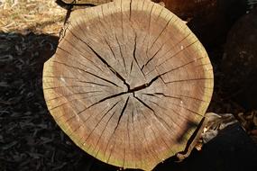 Tree Trunk Brown