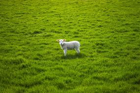 Sheep Lamb Lentje