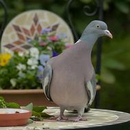 pigeon is sitting on a mosaic table close-up on blurred background