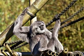 ravishing Silver Gibbon