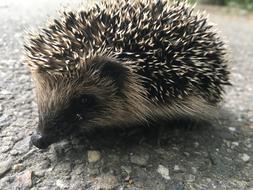 impressively beautiful Hedgehog Animal Spines