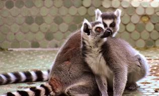 fabulous Lemur Cute
