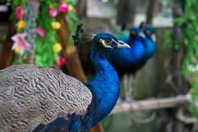 ravishing Peacock Bird Flowers