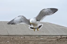 Seagull flies over the ground