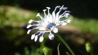 Plants Flowers Garden