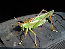 green grasshopper on a car tire