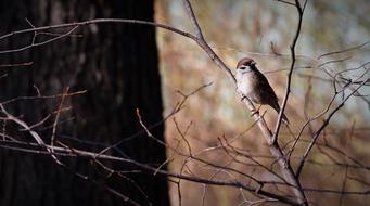 sparrow sits on a thin tree branch