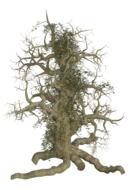 hairy gnarled tree