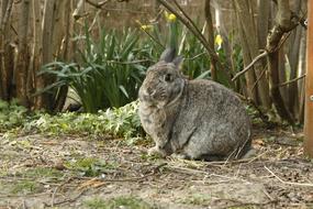perfect Rabbit Bunny