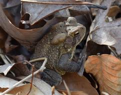 toad on dry autumn foliage