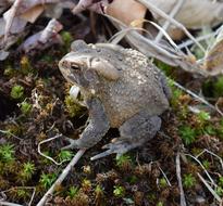 grey Common Toad