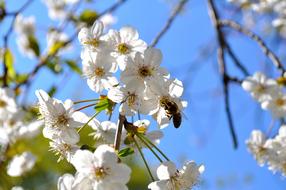 Bee and Flowers Nectar