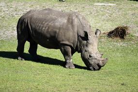 walking rhinoceros in the zoo