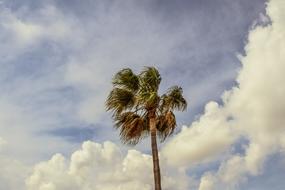 tropical palm tree against the clouds