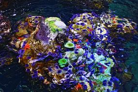 Coral Reef