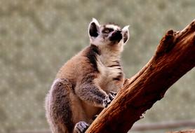 impressively beautiful Monkey Lemur