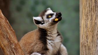 Cute, colorful and beautiful lemur, eating on the tree