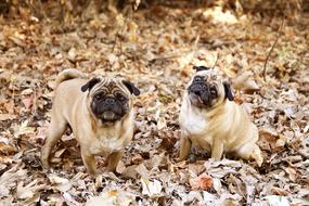 ravishing Pug Dogs