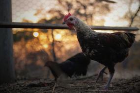 goodly Rooster Chicken