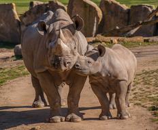 Zoo Rhino Animals