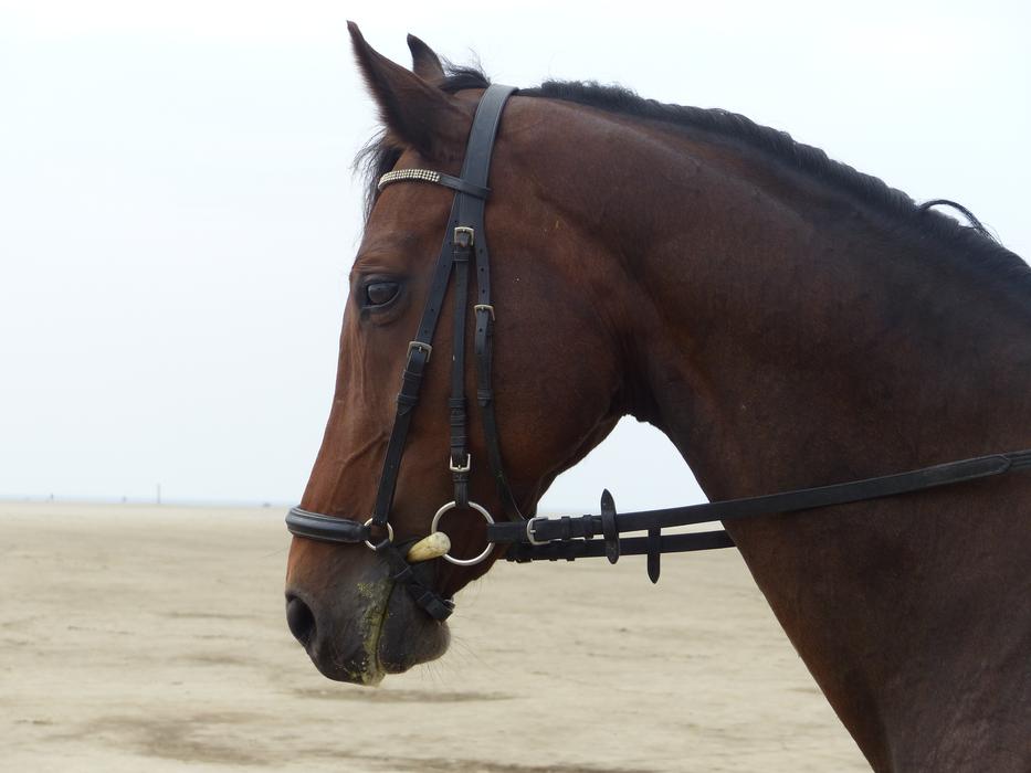 Horse Head