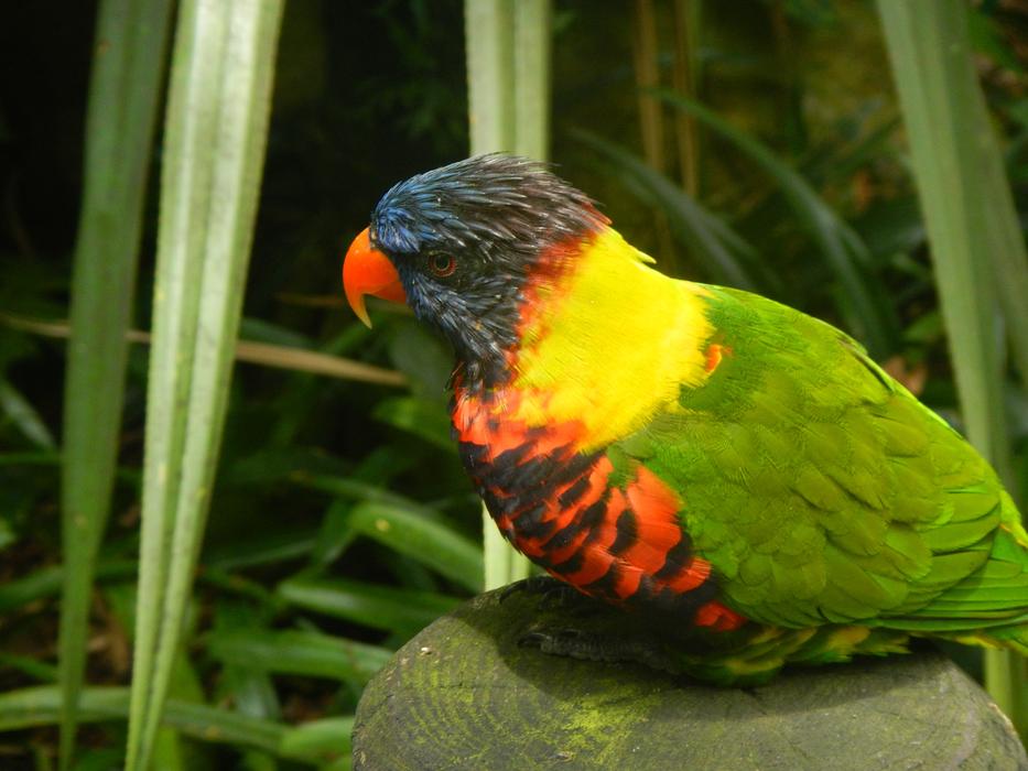 goodly Bird Guadeloupe