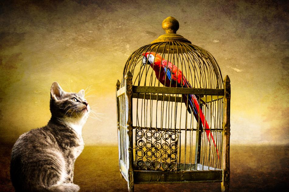 Animals Cat Bird